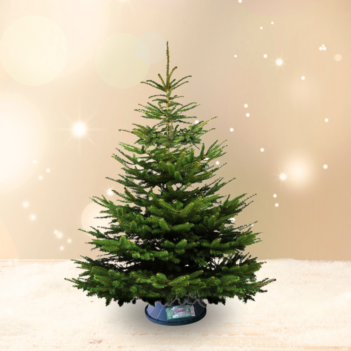 Nordmann Fir Christmas Tree 3-4FT Table top (Europe)