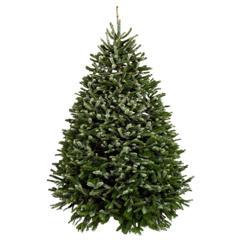 Nordmann Fir Christmas Tree 10-11FT (USA)