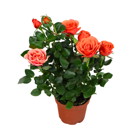 Mini Rose Plant 10.5cm Pot