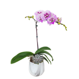Orchid Charm (1 Single Stem)