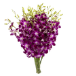 Pink and purple flower with petals.