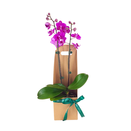 Orchid Gift Box (1 Double Stem) - Orchid Phalaenopsis