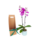 Orchid Gift Box (1 Double Stem)
