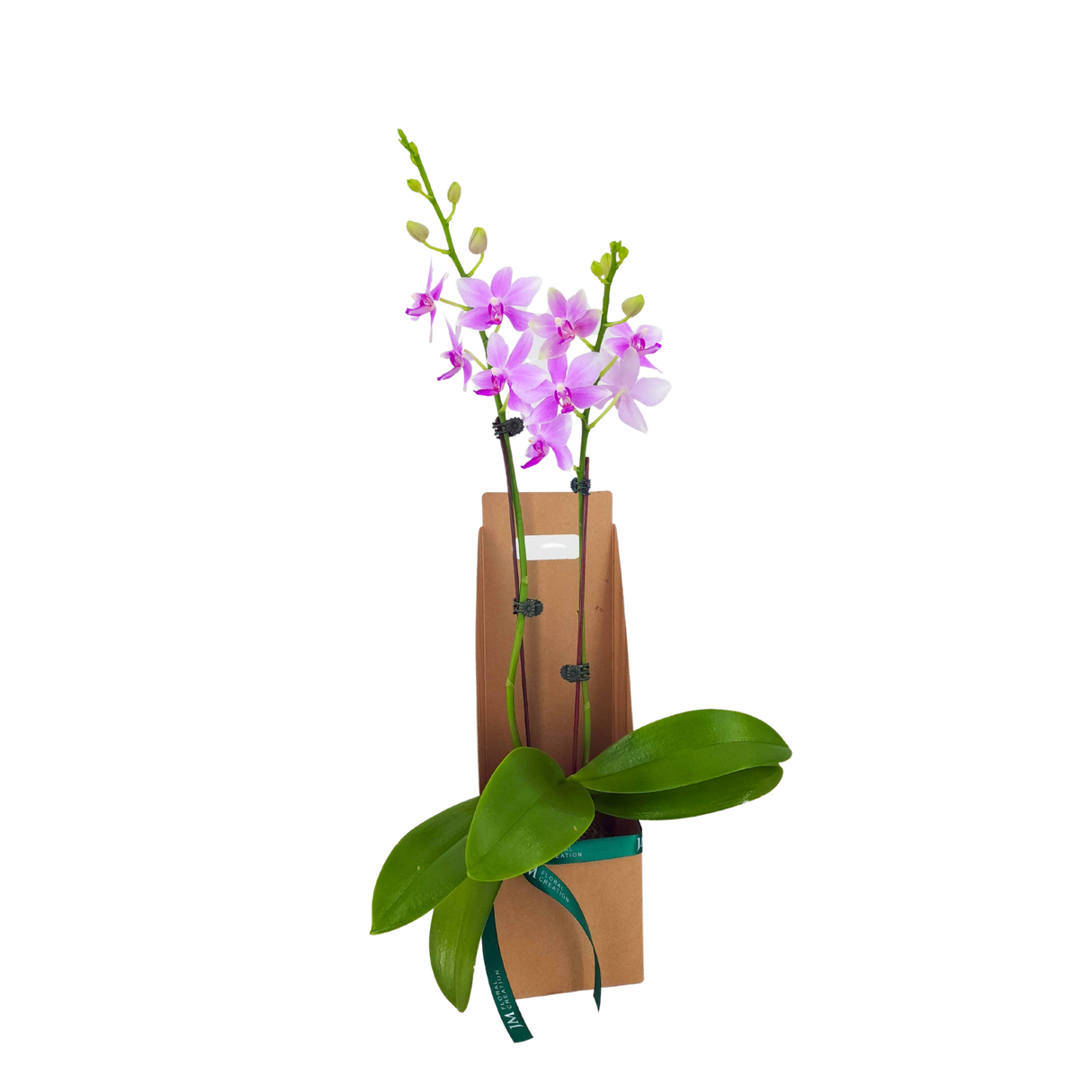 Orchid Gift Box (1 Double Stem)