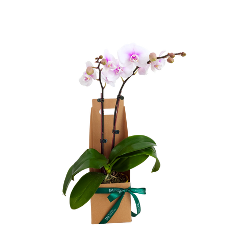 Orchid Gift Box (1 Double Stem) - Orchid Phalaenopsis