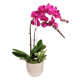 Orchid Noir (2 Single Stalk) - Orchid Phalaenopsis