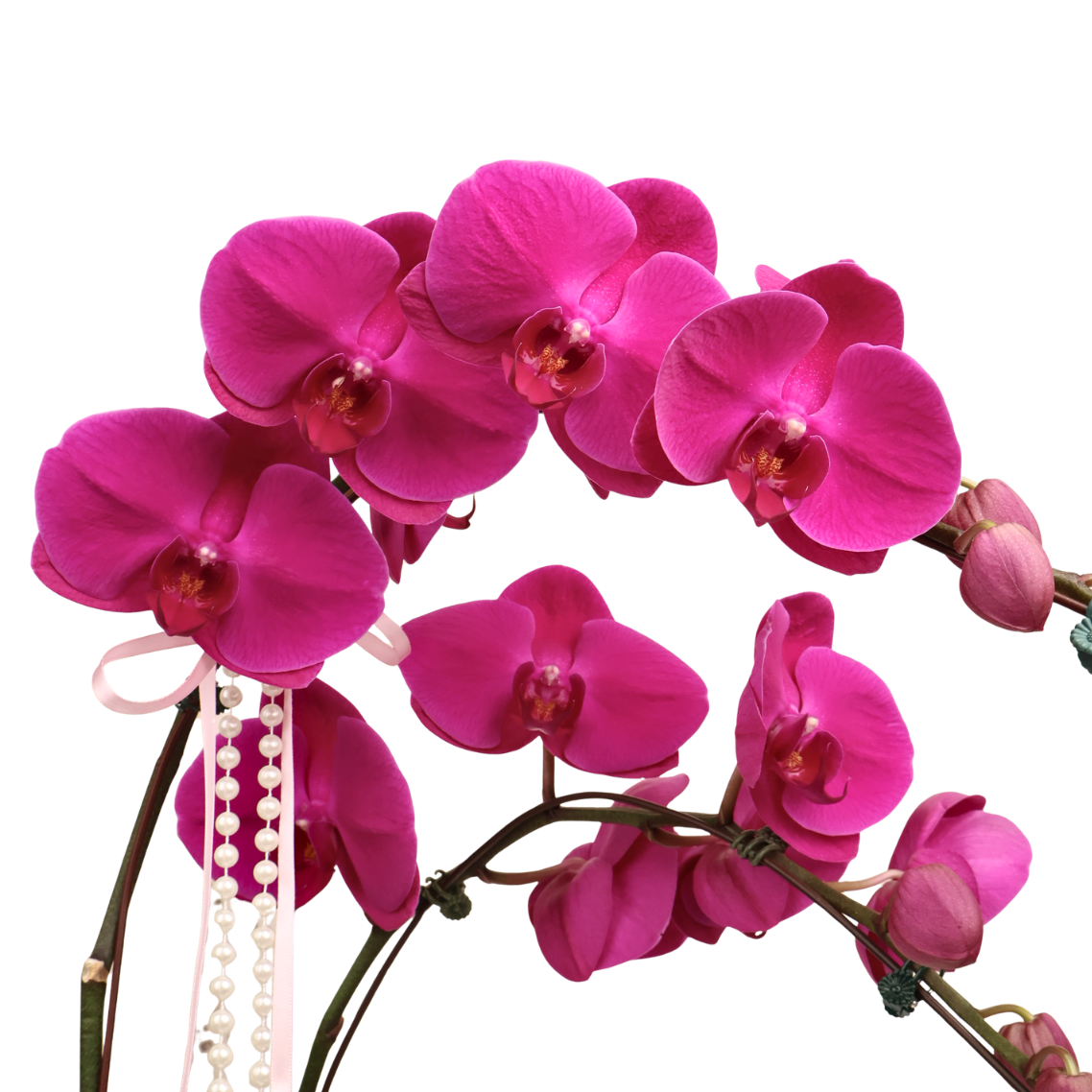 Orchid Noir (2 Single Stalk) - Orchid Phalaenopsis