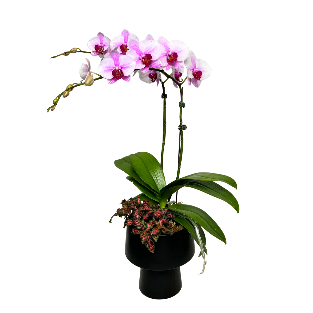 Radiance Retreat (1 Double Stem) - Orchid Phalaenopsis – JM Flower