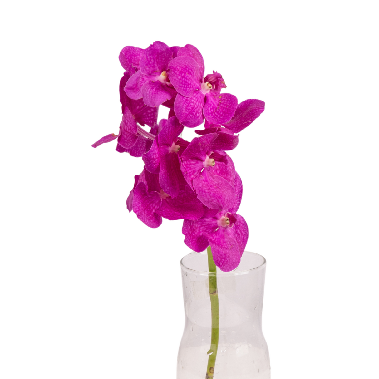 Orchid Vanda (Taiwan)