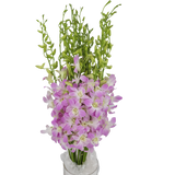 Orchid Dendrobium XL Size (Local)