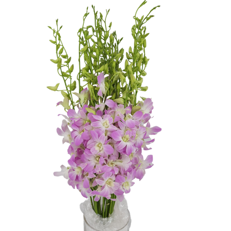 Orchid Dendrobium XL Size (Local)
