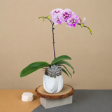 Orchid Charm (1 Single Stem) - Orchid Phalaenopsis