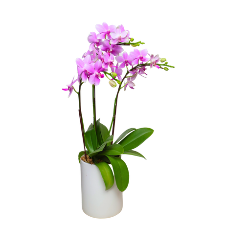 Orchid Grace (3 Single Stem) - Mini Orchid Phalaenopsis