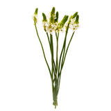 Ornithogalum Thyrsoides (Holland)