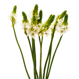 Ornithogalum Thyrsoides (Holland)