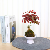 Oxalis Hedysaroides (Fire Fern) in Ceramic Pot