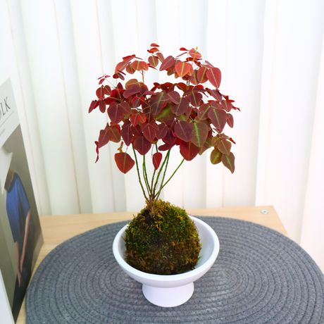 Oxalis Hedysaroides (Fire Fern) in Ceramic Pot