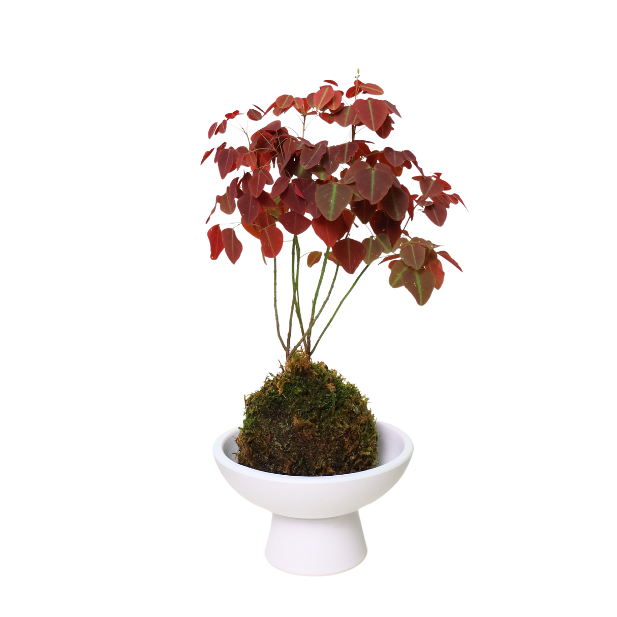 Oxalis Hedysaroides (Fire Fern) in Ceramic Pot