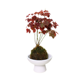 Oxalis Hedysaroides (Fire Fern) in Ceramic Pot