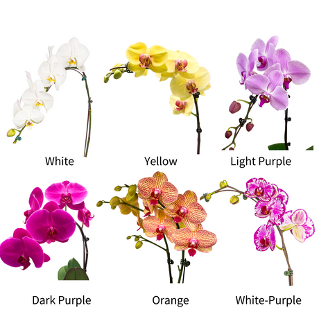 Classic (6 Single Stem) - Orchid Phalaenopsis