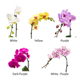 Mini Phalaenopsis Orchids - Corporate Gifts
