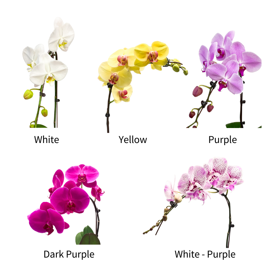 Orchid Gift Box (1 Single Stalk) - Orchid Phalaenopsis