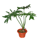 Split-leaf Philodendron