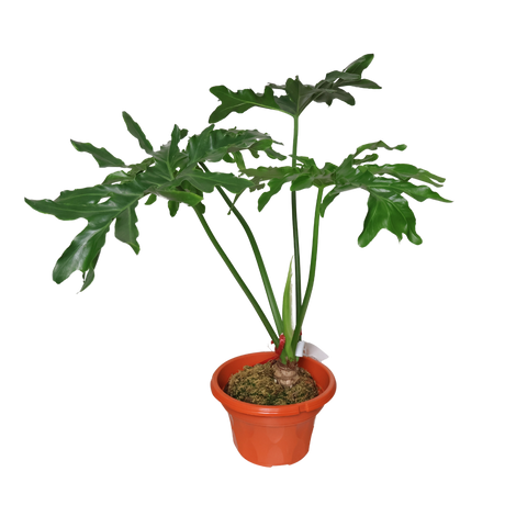 Split-leaf Philodendron