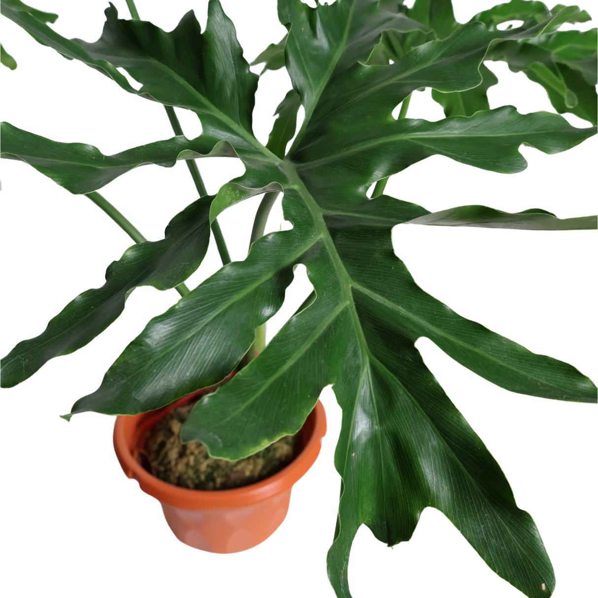 Split-leaf Philodendron