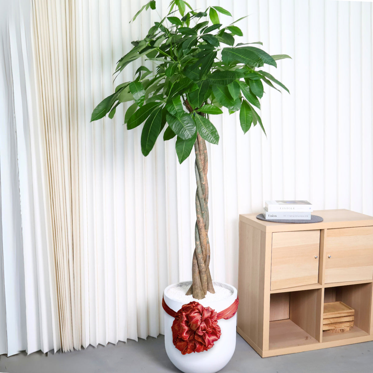 Pachira Aquatica (Money Tree) with Silk ball in Ceramic Pot