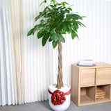 Pachira Aquatica (Money Tree 发财树) in Ceramic Pot