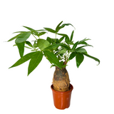 Pachira Plant (Money Tree 发财树)
