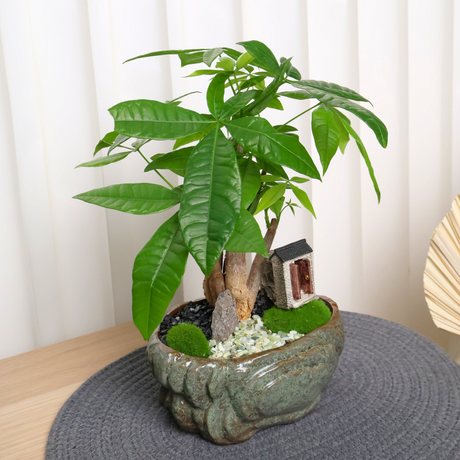 Pachira Boutique Plant (Money Tree) in Ceramic Pot