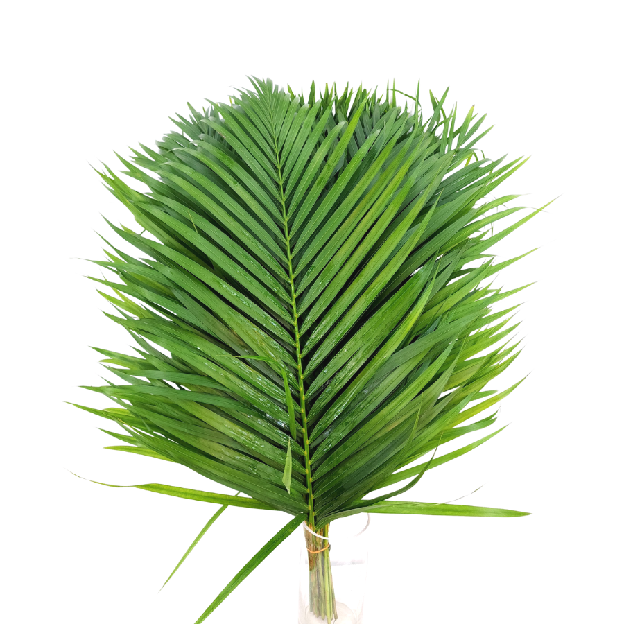 Palm Leaf (Malaysia)