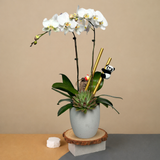 Panda Grove (2 Single Stem) - Orchid Phalaenopsis
