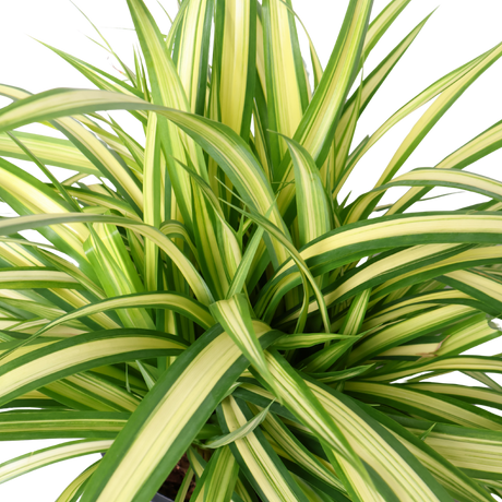 Chloryphytum Variegated (Pandanus)