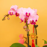 Peach Elegance (1 Double Stalk) - Orchid Phalaenopsis