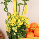 Lucky Citrus (18 Oranges) - Orange and Flower CNY Hamper