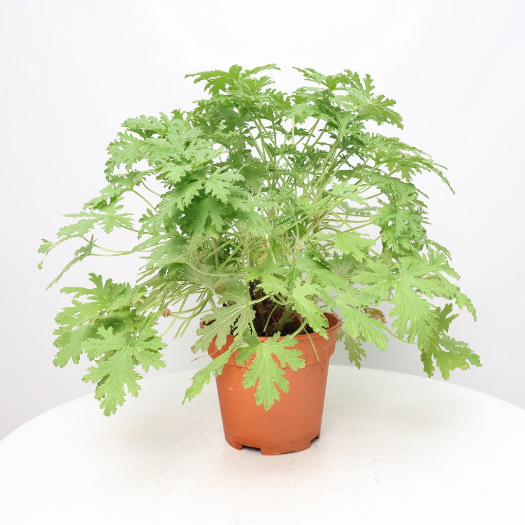 Pelargonium