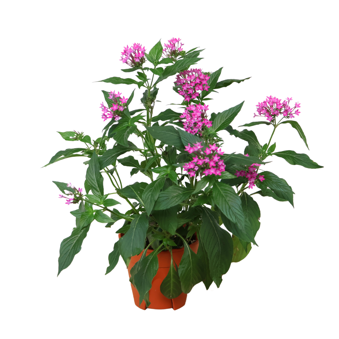 Pentas Flowering Plant