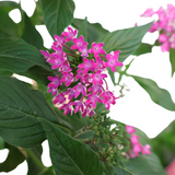 Pentas Flowering Plant