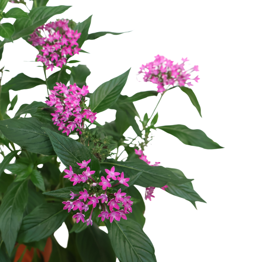 Pentas Flowering Plant