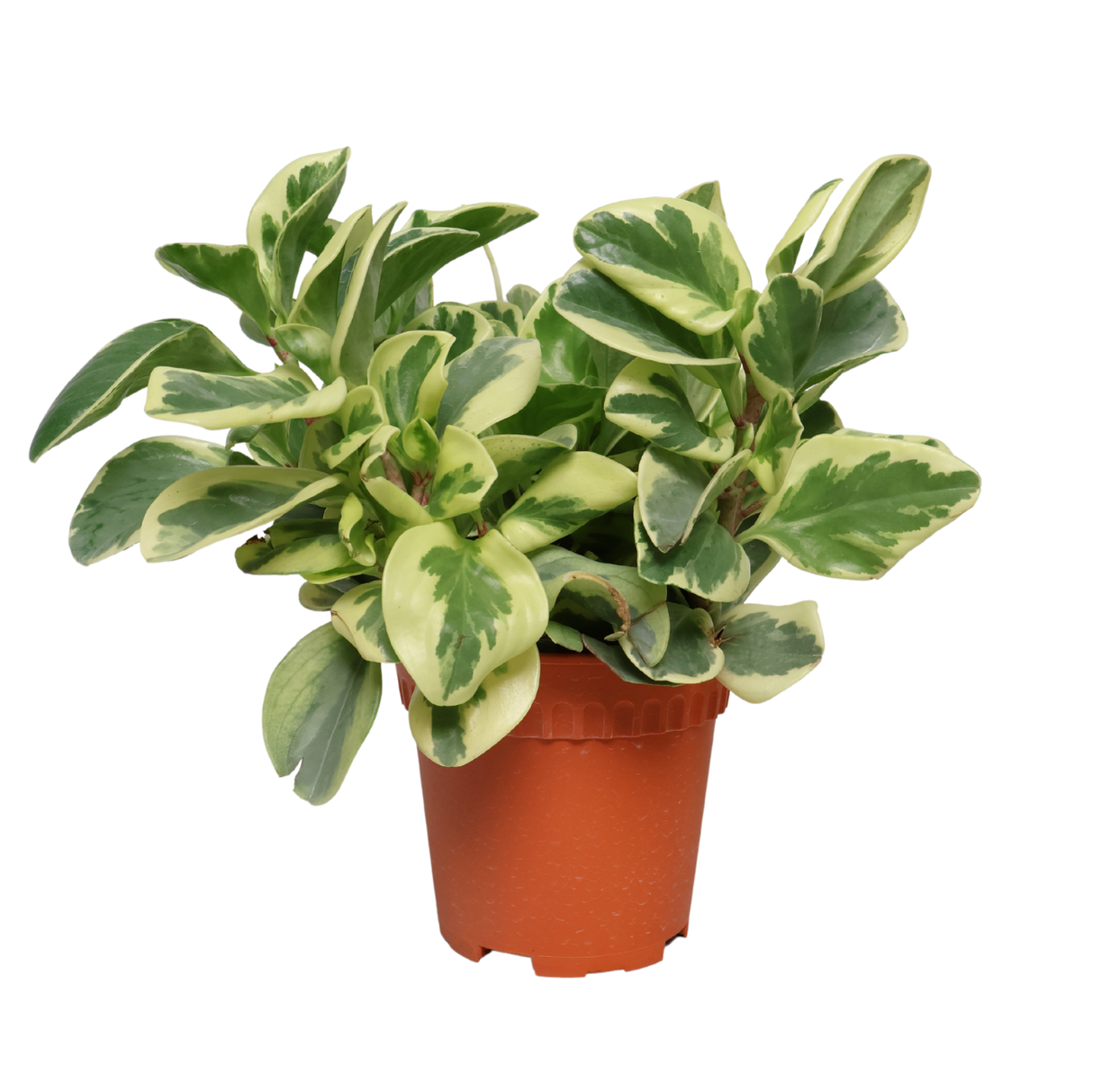 Peperomia Variegated