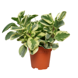 Peperomia Variegated