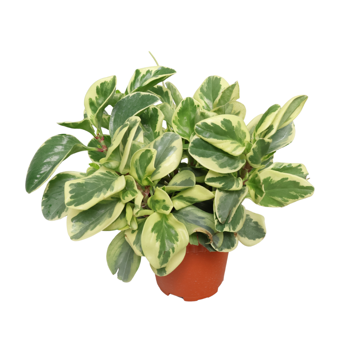 Peperomia Variegated