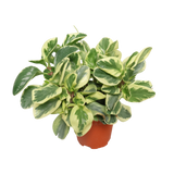 Peperomia Variegated