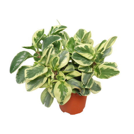 Peperomia Variegated