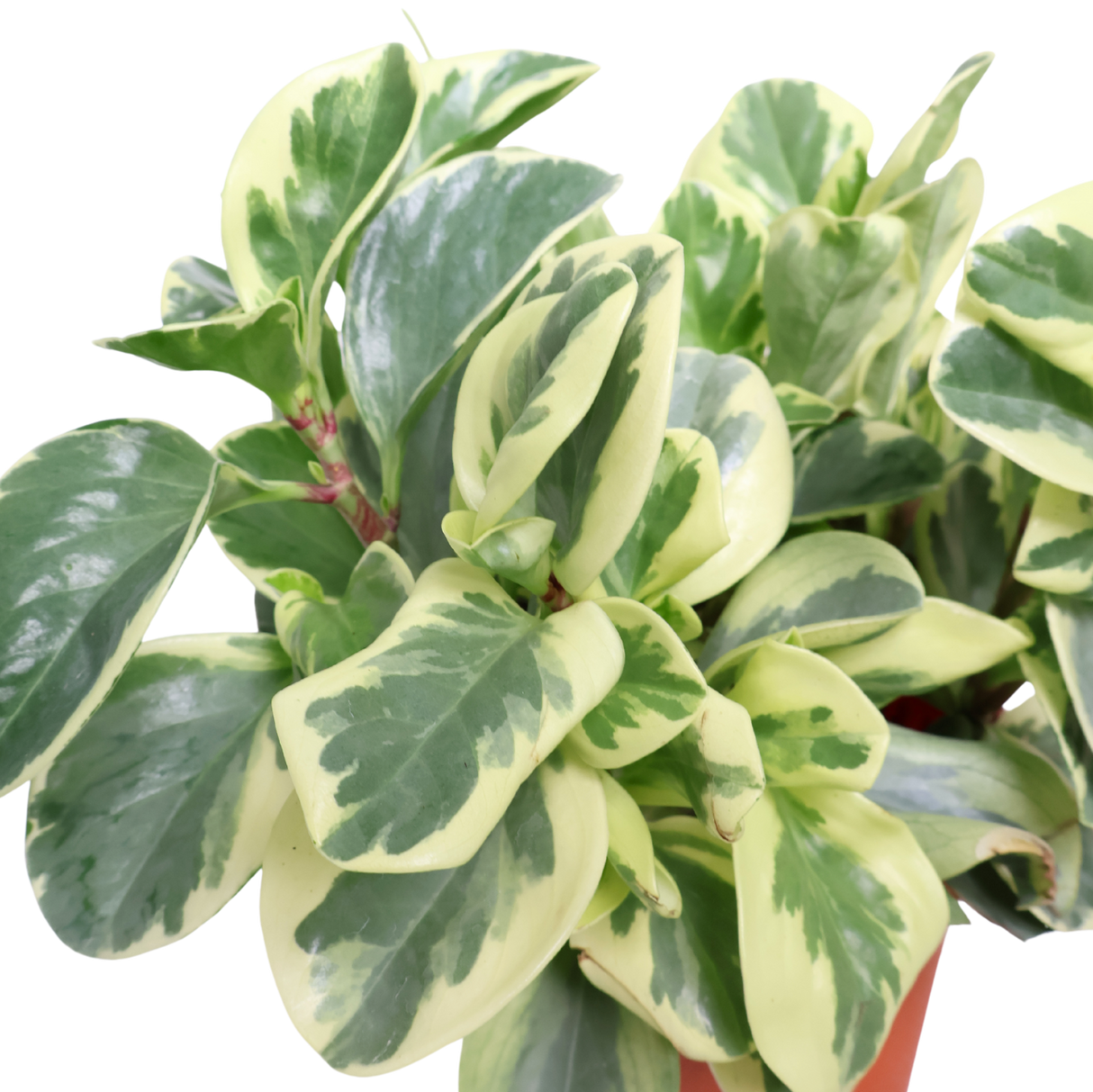 Peperomia Variegated