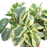 Peperomia Variegated