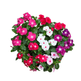 Periwinkle (长春花)